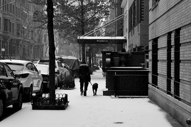 dog in snow