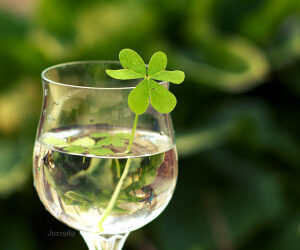 6 Tips For Hosting An Eco-Friendly St. Patrick’s Day Party