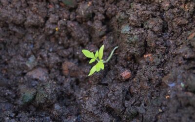 Tips for Summer Composting