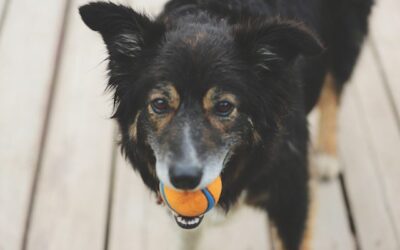 Recipes for Eco-friendly Dog Treats