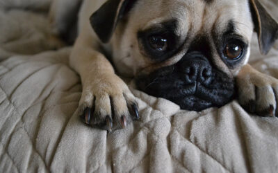 Three Ways to Clean Your Dog’s Paws